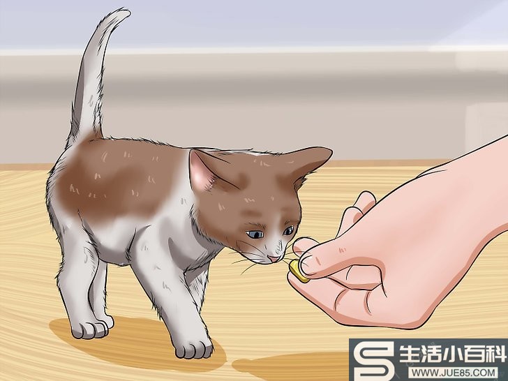 6种方法来训练幼猫