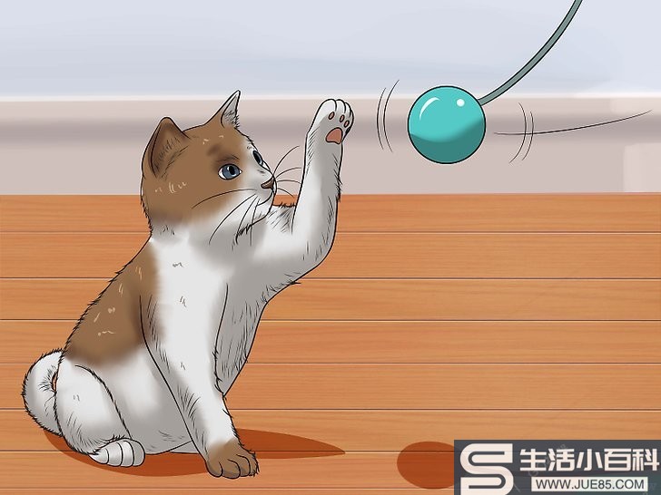 6种方法来训练幼猫