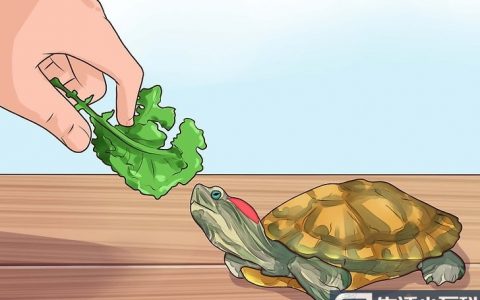 如何喂养小海龟