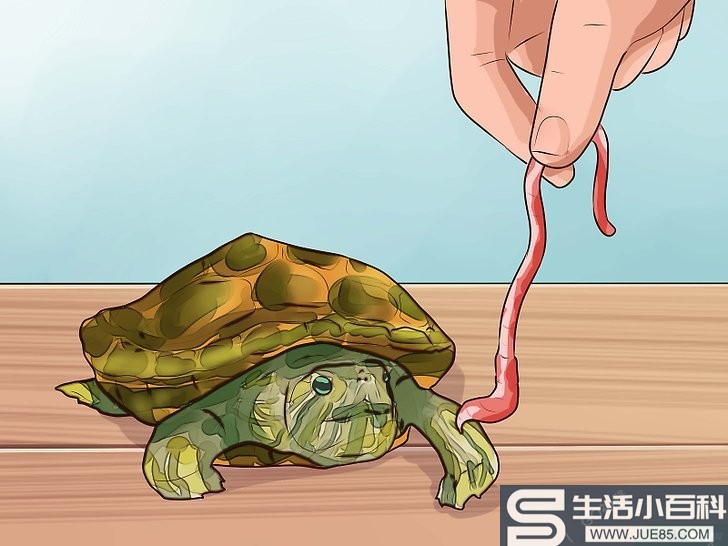 如何知道给海龟喂什么: 9 步骤
