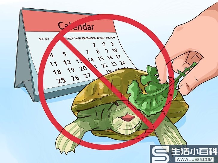 如何知道给海龟喂什么: 9 步骤