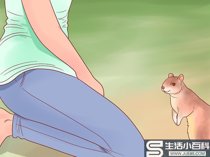 如何用手给松鼠喂食: 11 步骤