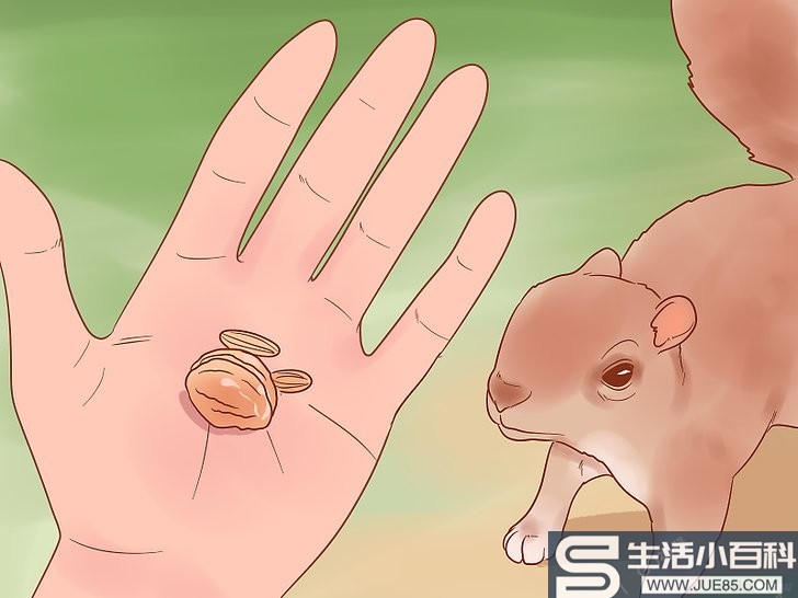 如何用手给松鼠喂食: 11 步骤