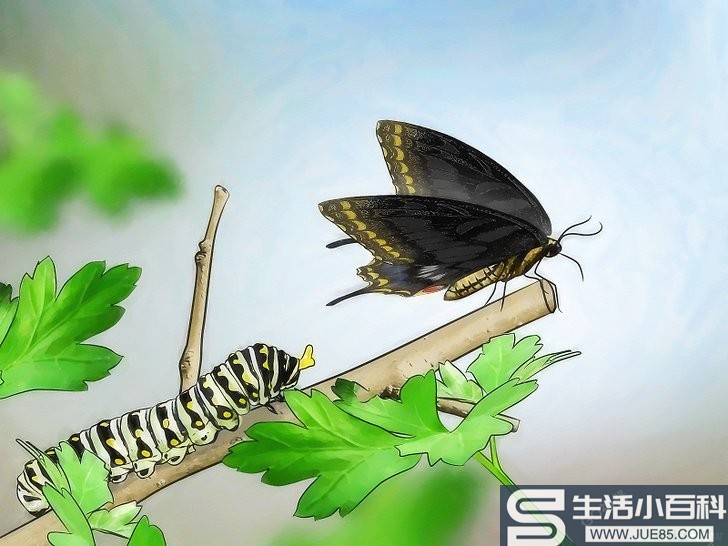 如何照顾毛虫直到它变成蝴蝶或蛾
