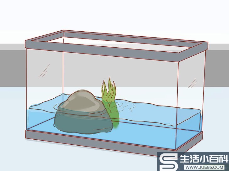 4种方法来照顾小海龟