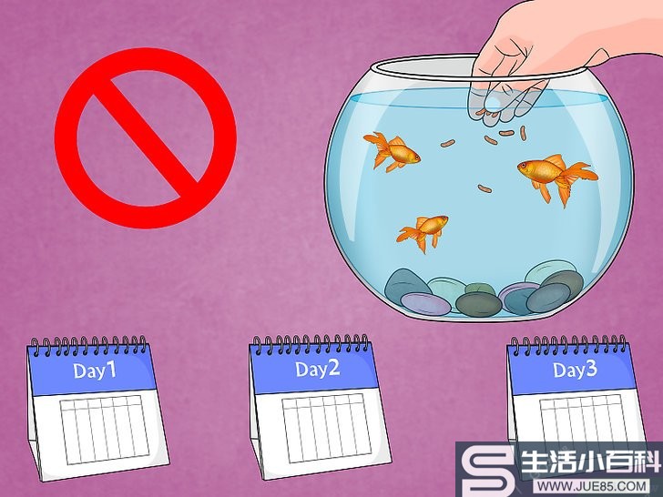 3种方法来治疗金鱼的鱼鳔病