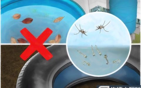 15个小方法教你如何避免蚊子繁殖