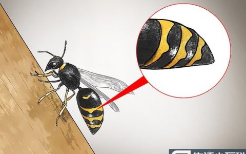 怎么样辨别大黄蜂?