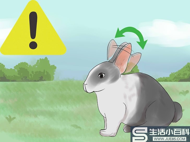 3种方法来读懂兔子耳朵传达的信息