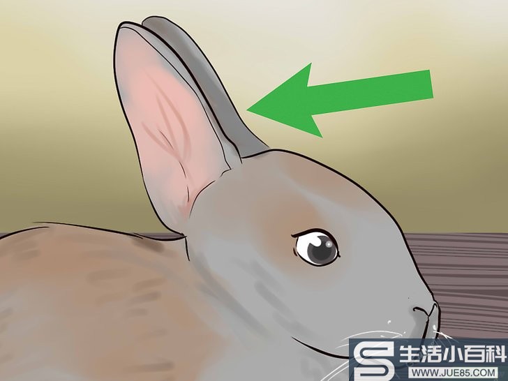 3种方法来读懂兔子耳朵传达的信息