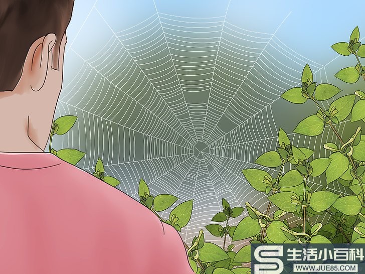 如何识别蜘蛛的卵囊: 11 步骤