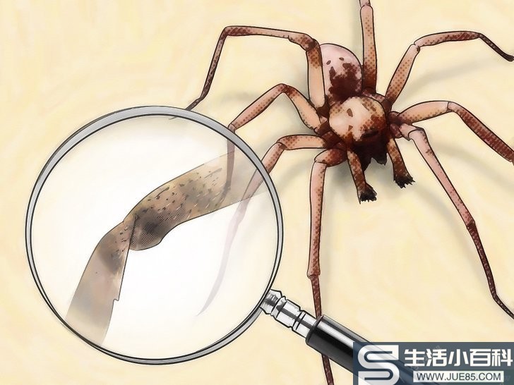 如何识别蜘蛛的卵囊: 11 步骤