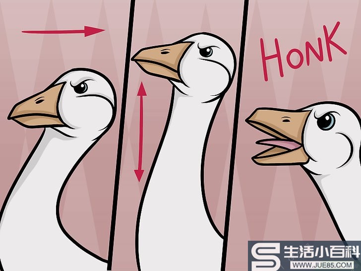 如何阻止大鹅的攻击: 11 步骤