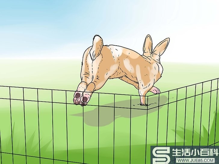 如何照料养在室外的兔子: 10 步骤