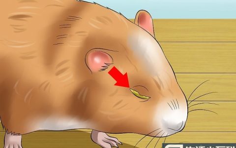 10个小方法教你清理仓鼠眼睛结痂