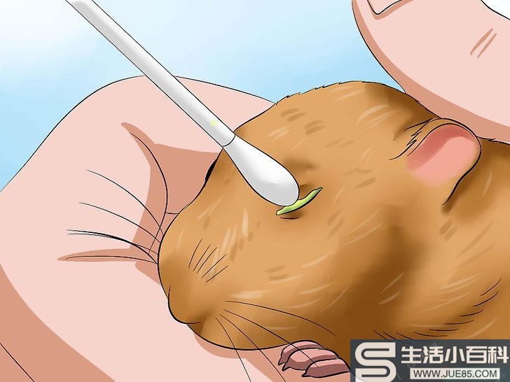 如何清理仓鼠眼睛结痂: 10 步骤
