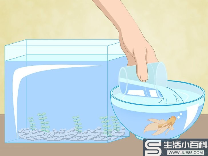 如何清洗斗鱼鱼缸