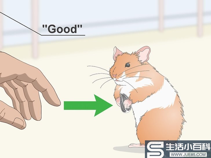 如何教仓鼠学会各种技能