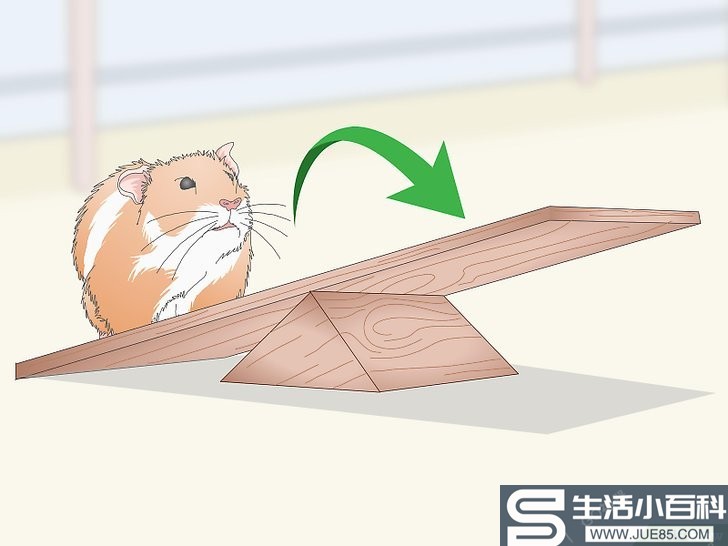 如何教仓鼠学会各种技能