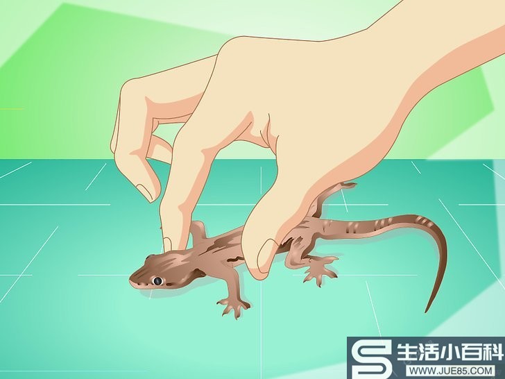 如何捕捉一只蜥蜴并在家里饲养它