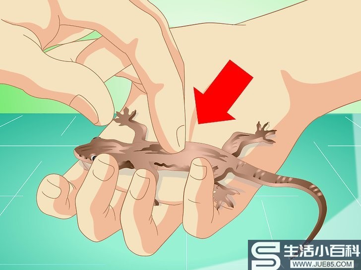 如何捕捉一只蜥蜴并在家里饲养它