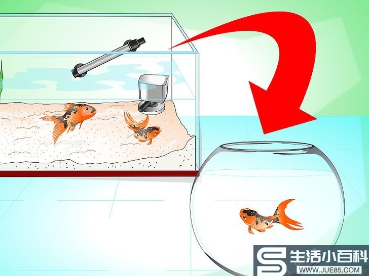 如何挽救快死的金鱼（包含图片）