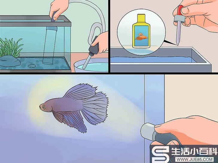 6种方法来拯救垂死的斗鱼