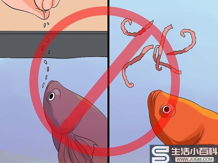 6种方法来拯救垂死的斗鱼