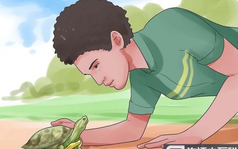 如何抚摸乌龟?