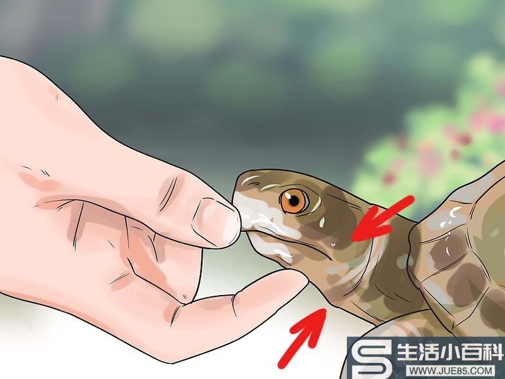 如何抚摸乌龟
