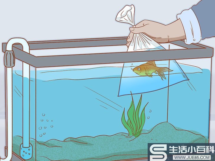 3种方法来把鱼放进新的水箱