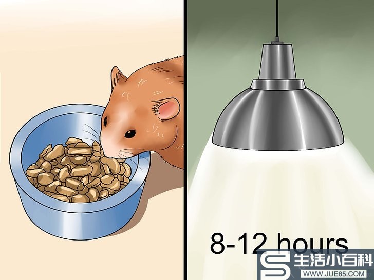 3种方法来应对仓鼠一动不动的状况