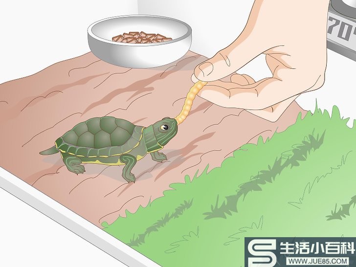 3种方法来在乌龟不愿意进食的情况下喂食