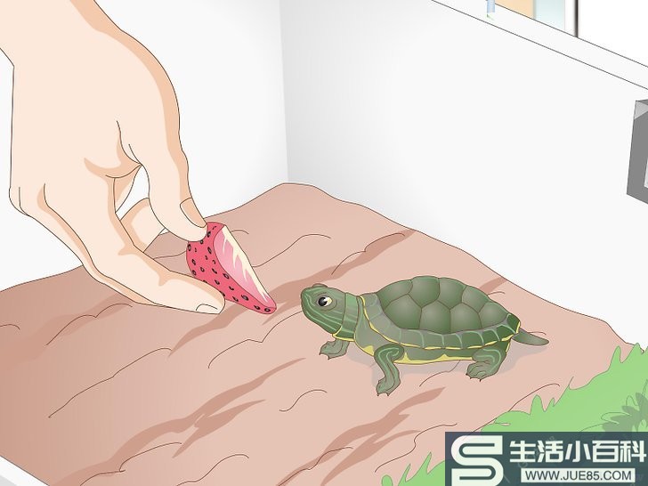 3种方法来在乌龟不愿意进食的情况下喂食