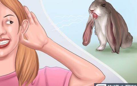 如何与兔子建立亲密的关系