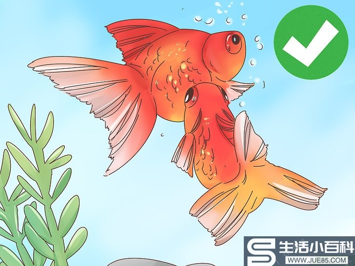 如何判断金鱼是否怀孕: 8 步骤