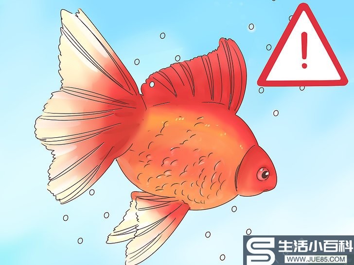 如何判断金鱼是否怀孕: 8 步骤