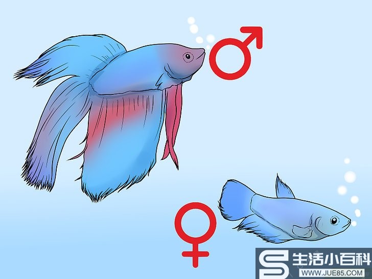 如何判断斗鱼的性别: 9 步骤