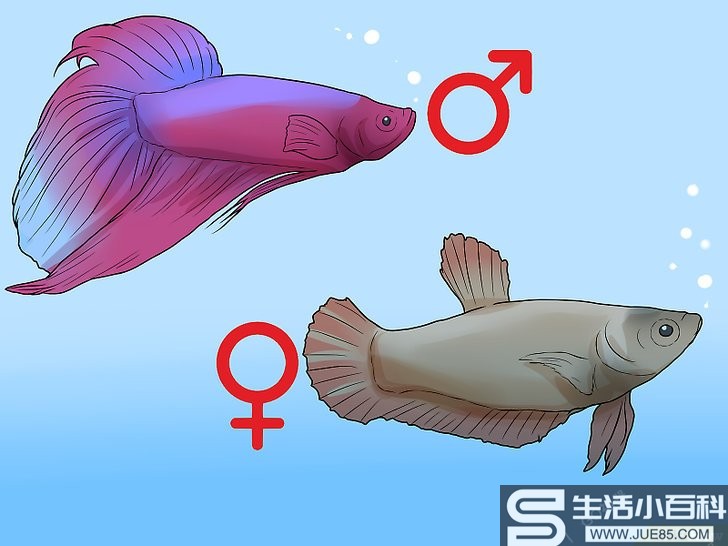 如何判断斗鱼的性别: 9 步骤