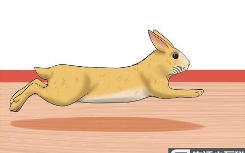 12个小方法教你如何驯服野兔