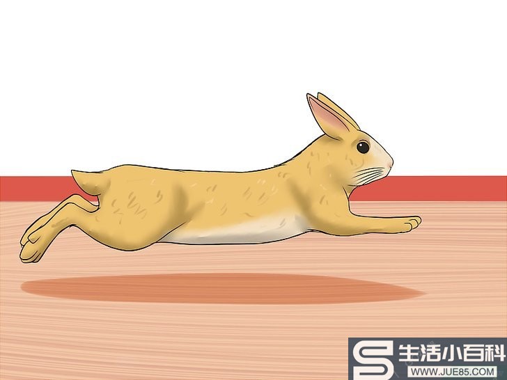 如何驯服野兔: 12 步骤