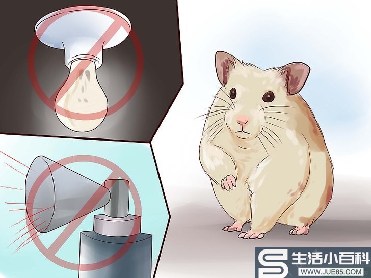 4种方法来养一只快乐的仓鼠