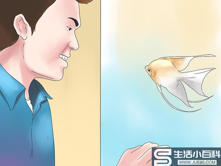 如何饲养神仙鱼