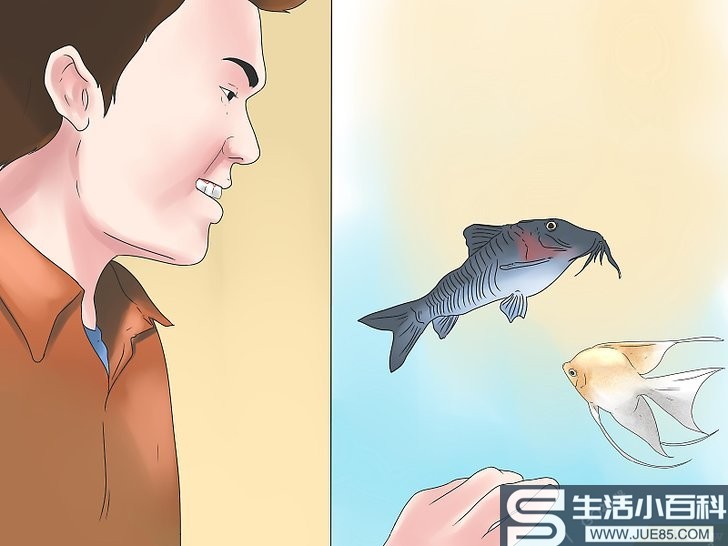 如何饲养神仙鱼