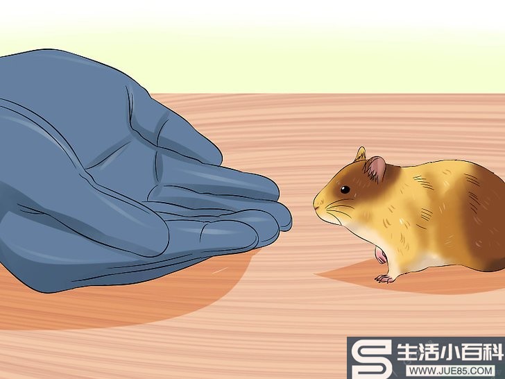 如何训练仓鼠不咬人: 14 步骤