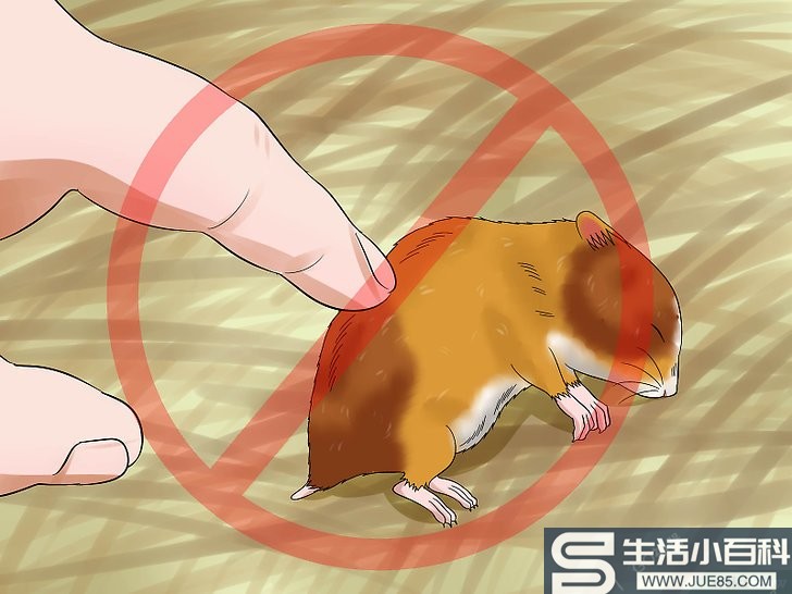 如何训练仓鼠不咬人: 14 步骤