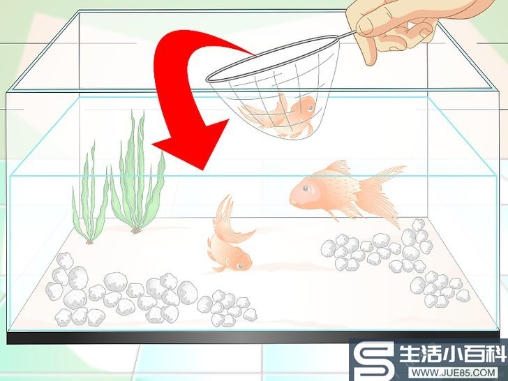 3种方法来让鱼缸里的水保持清澈