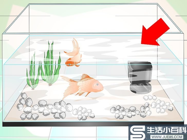 3种方法来让鱼缸里的水保持清澈
