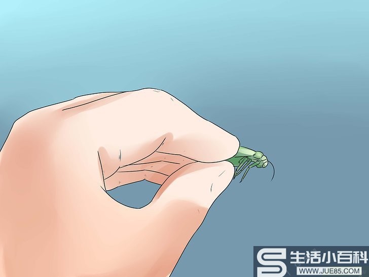 如何照顾青蛙: 15 步骤