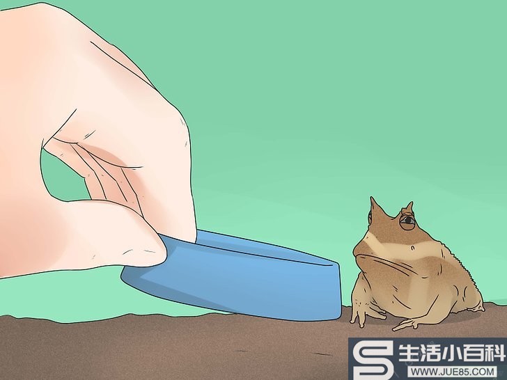 如何照顾青蛙: 15 步骤